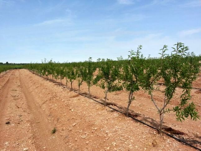 Plantación de almendro superintensivo en Extremadura.